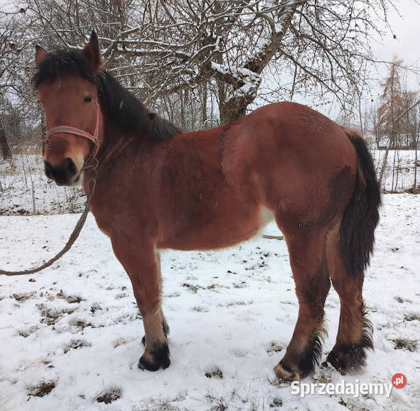Koń Klacz Kobyła Lubatowa sprzedam