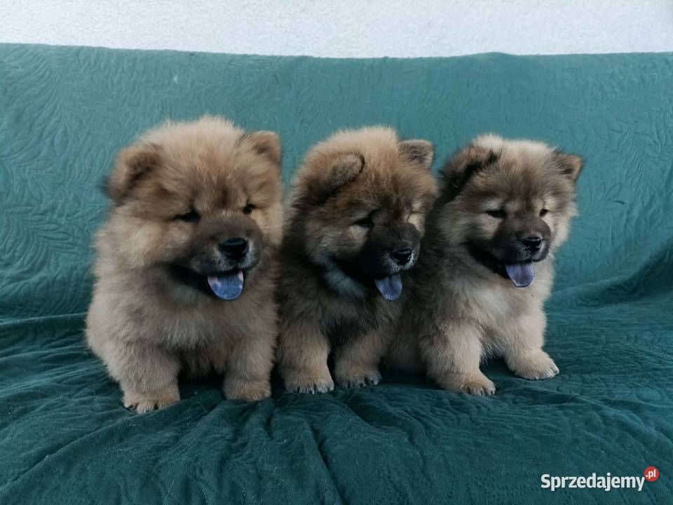 Wzorcowe Chow Chow doskonała budowa rodzice FCI