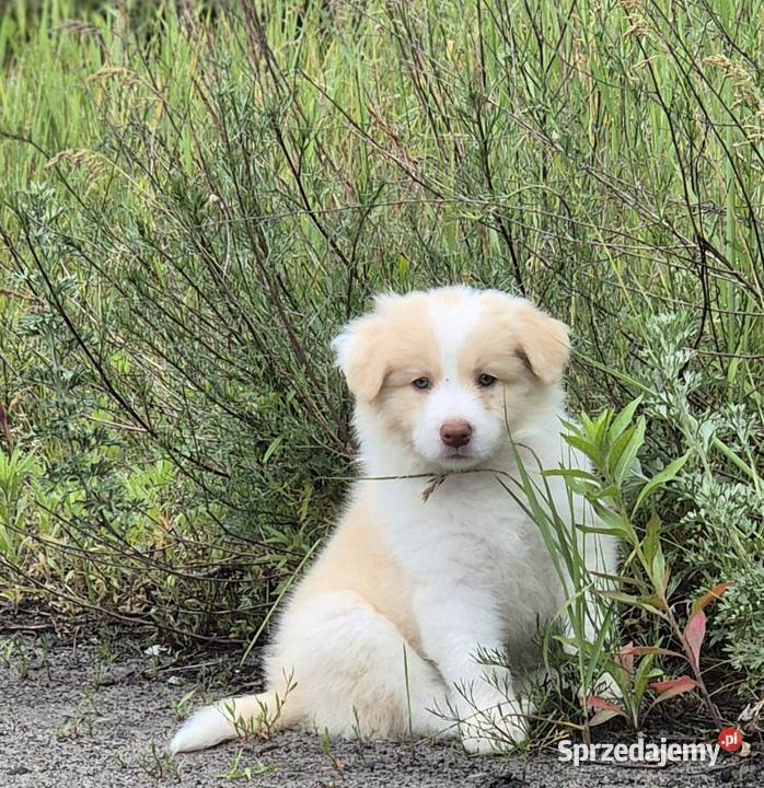 Border collie Zielonka
