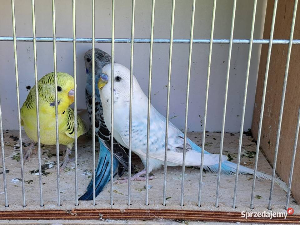 Papugi papużki faliste TCB Łask