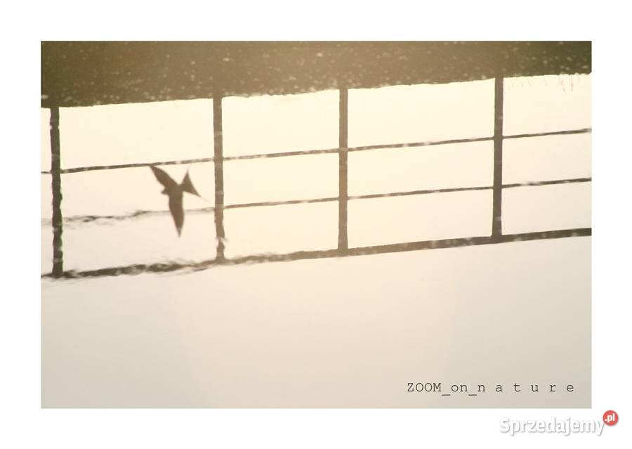 ZDJĘCIA przyrodnicze czI Pozostałe Wyposażenie wnętrz Witnica