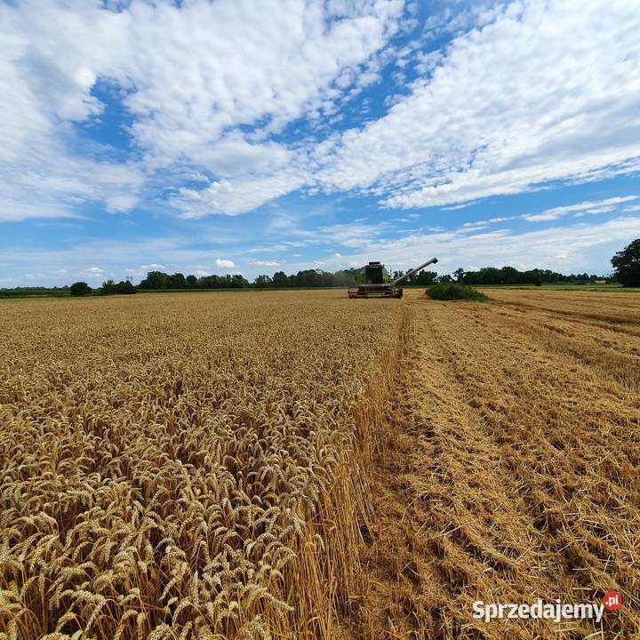 Pszenica konsumpcyjna CHEVIGNON C1 Ćwików sprzedam