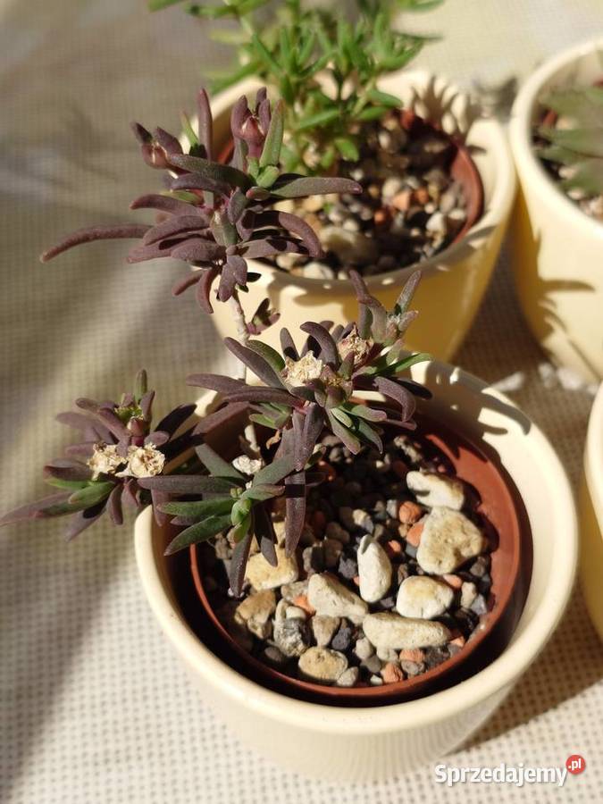 Kpl 4 sukulenty w osłonkach Delosperma Haworthia Warszawa