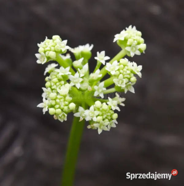 WĄKROTKA AZJATYCKA Centella asiatica NASIONA Lubanie