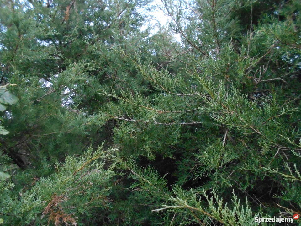 Gałęzie iglaków na świąteczne dekoracje Koźlątków