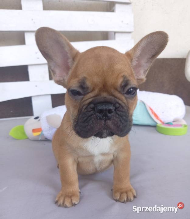 Buldog francuski Legionowo