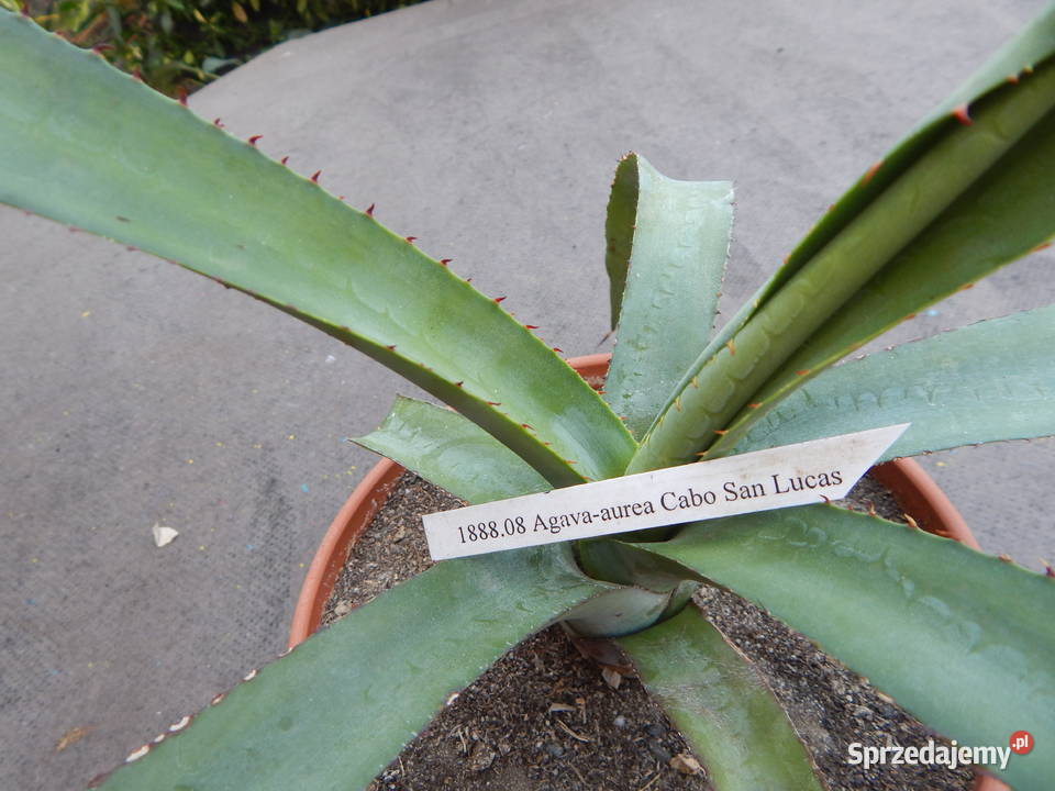 Żadka agawa kolekcjonerska z Meksyku Agave aurea Kraków