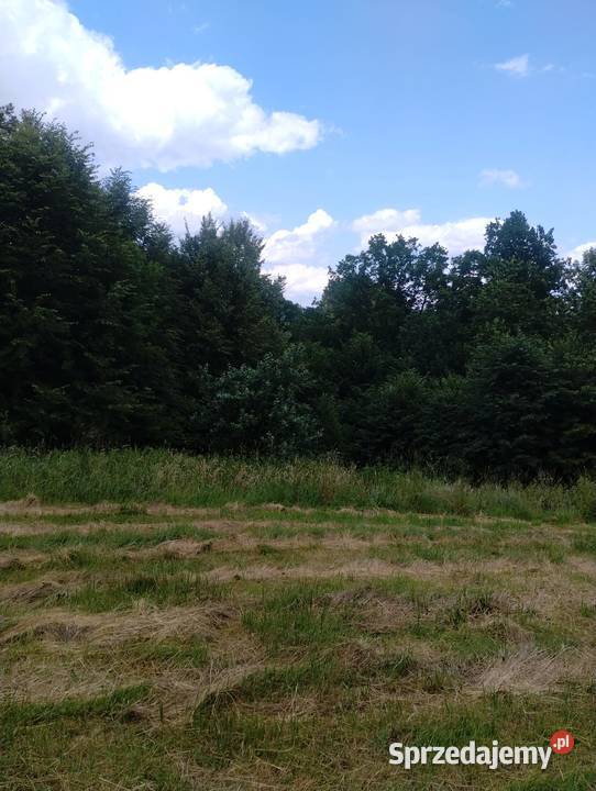 Sprzedam działkę budowlaną z domem i lasem Grunty i działki sprzedam