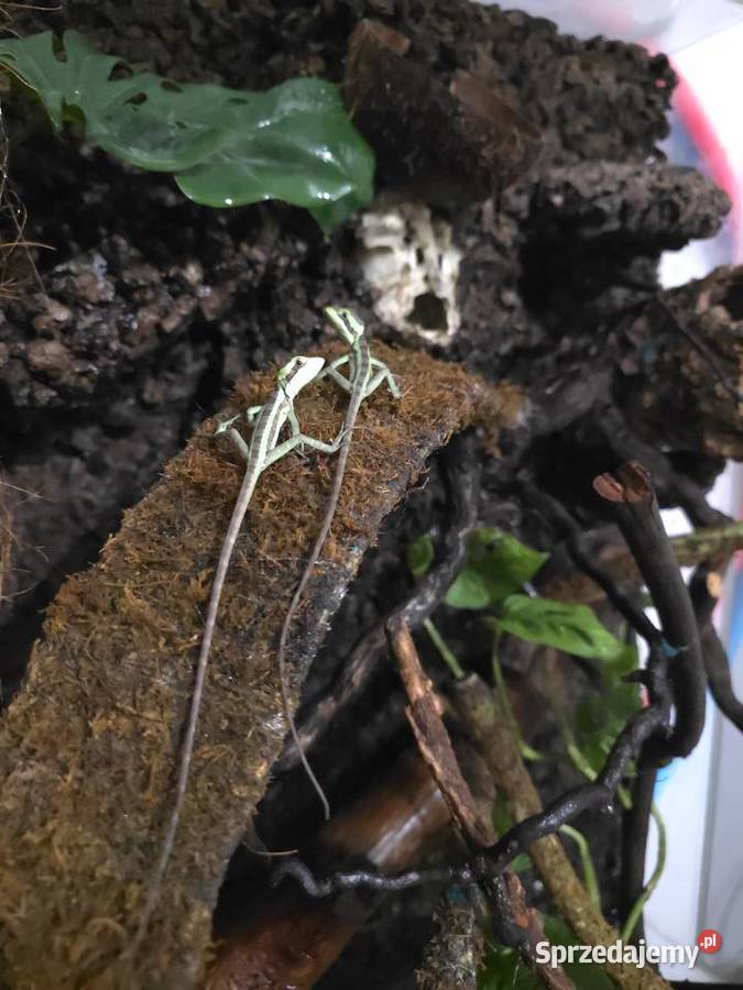 Laemantctus julioi hełmogwan ciężko dostępne Gady i płazy