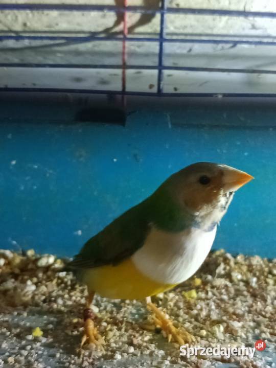 Sprzedam papugi z zdjęcia Pleszew