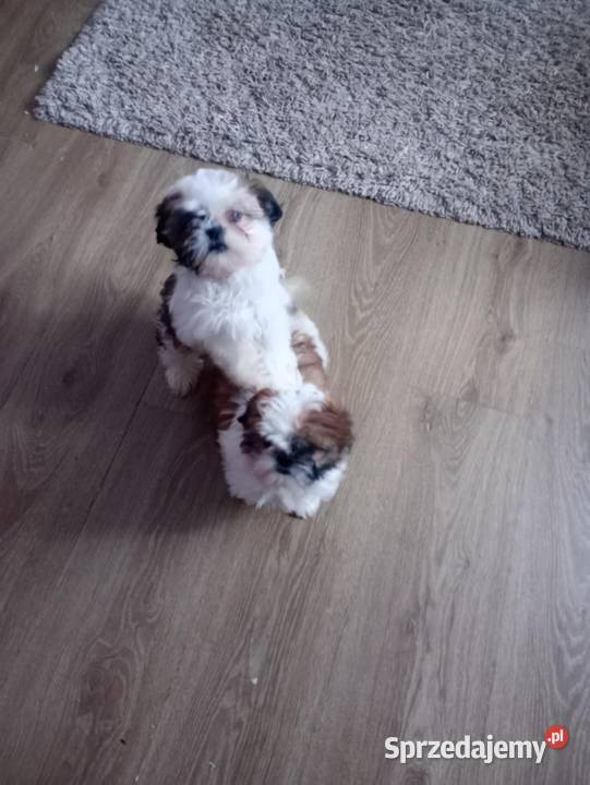 Shih Tzu suczki Rzeszów