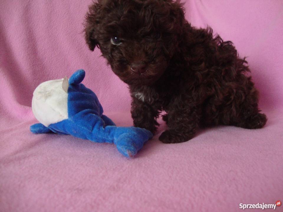 bolończyk kolorowy piesek czekoladowy wielkopolskie Kościan sprzedam