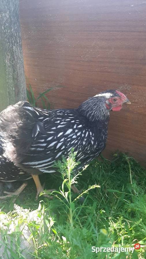 Wyandotte pary Drób i ptactwo Zastawie