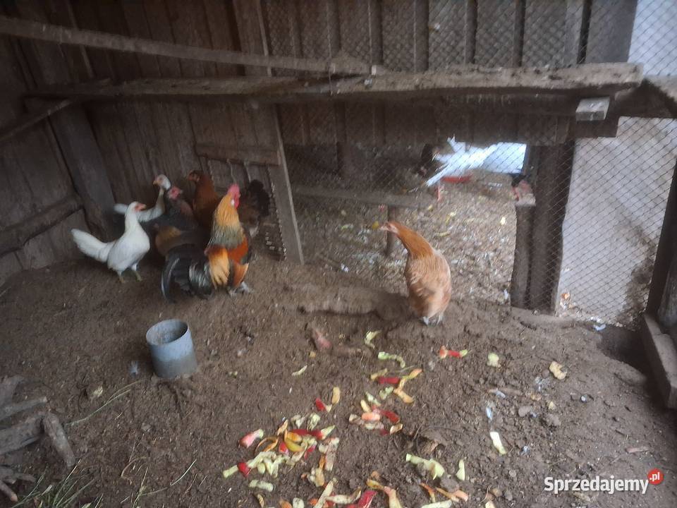 sprzedam 3 kurki cferki staropolskie wielkopolskie Wieczyn