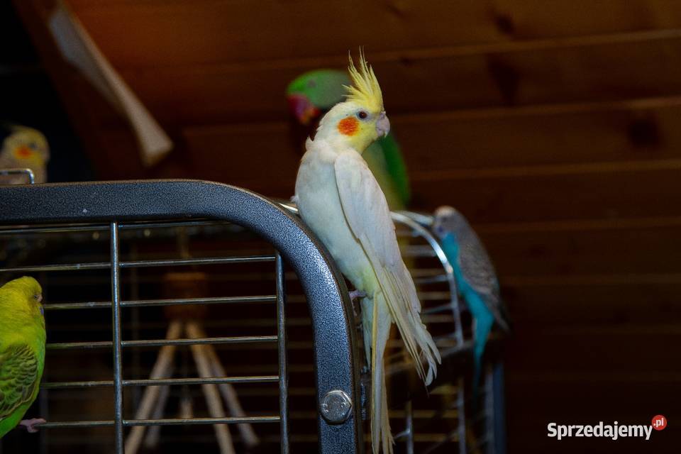 papugi nimfy 3 parki Koszyce Wielkie
