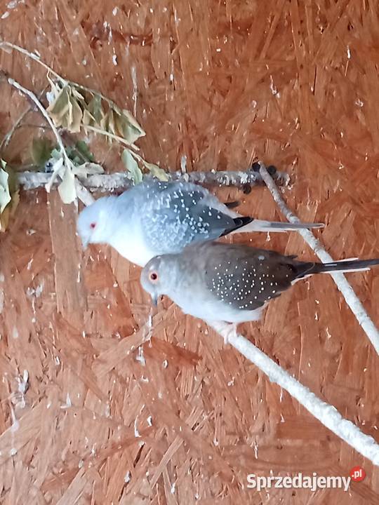 Sprzedam gołąbki diamentowe wielkopolskie Mechlin