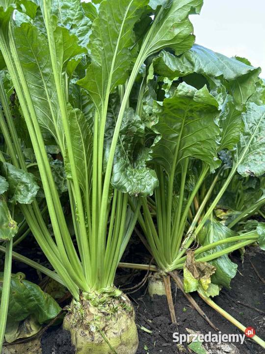 Buraki cukrowe sprzedam