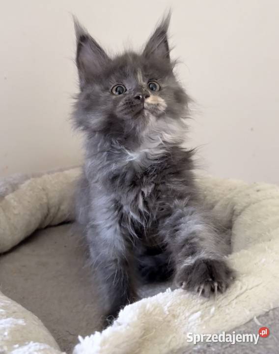 Maine Coon Śliczne kocięta Wińsko