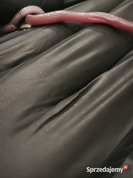 blanus sp blind snake slepucha młody osobnik Wałbrzych