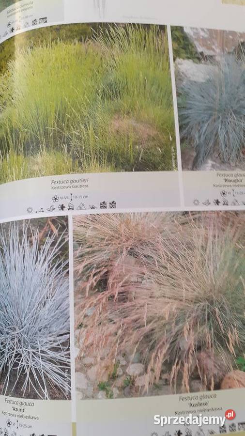 Trawy turzyce sity kosmatki Szczecin