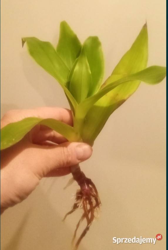 Złoty wąs sadzonka Łęczna