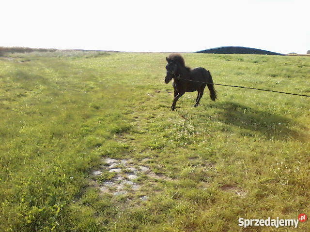 kuca walijskiego Myśliborki