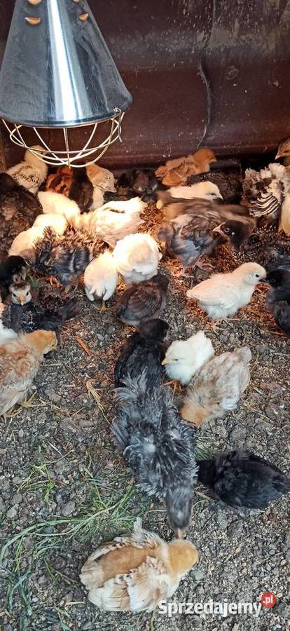 Kurczęta kilkutygodniowe nioski mix Zwierzęta Komarów-Osada