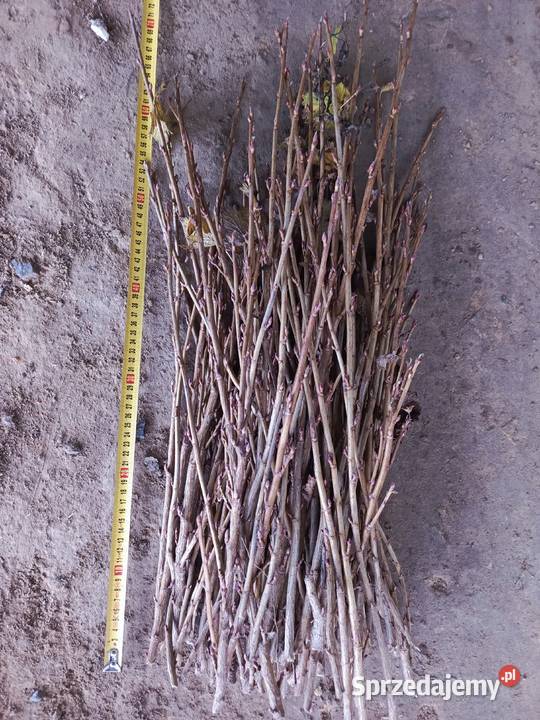 Sztobry Patyki Porzeczka Czarna Tihop Trzydnik Mały