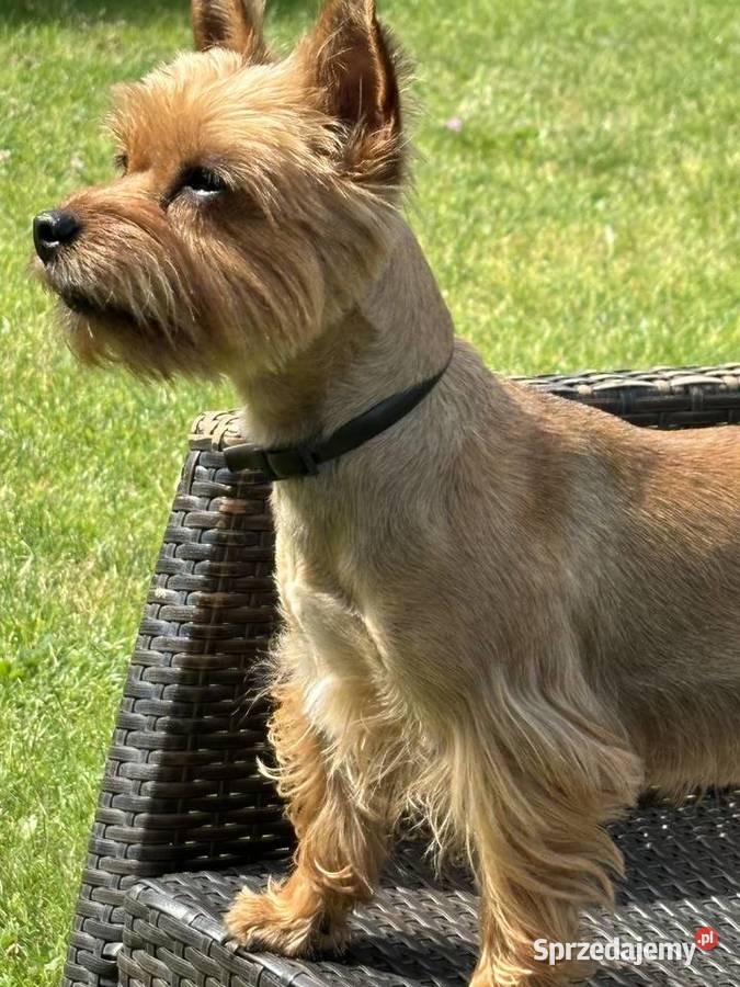 Piękny piesek York będzie o złotym umaszczeniu Wysokie sprzedam