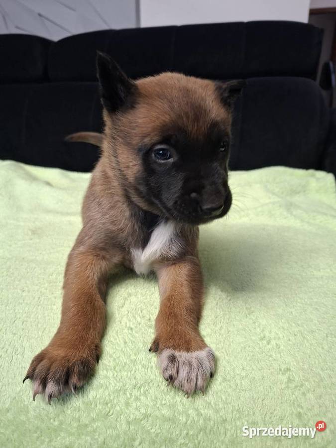 Owczarek Belgijski Malinois Szczeniaki
