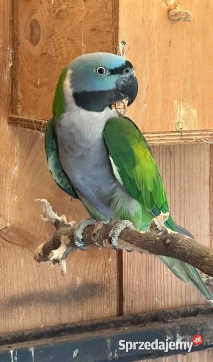 Aleksandretta Chińska para Ptaki Bystra