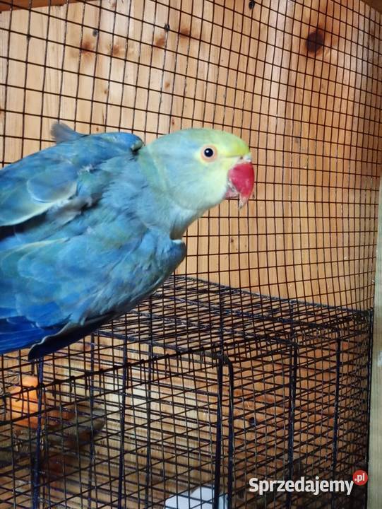 Aleksandretty GO Kamień Górowski sprzedam