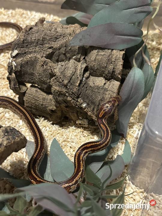 Węże Wąż zbożowy Sulmierzyce