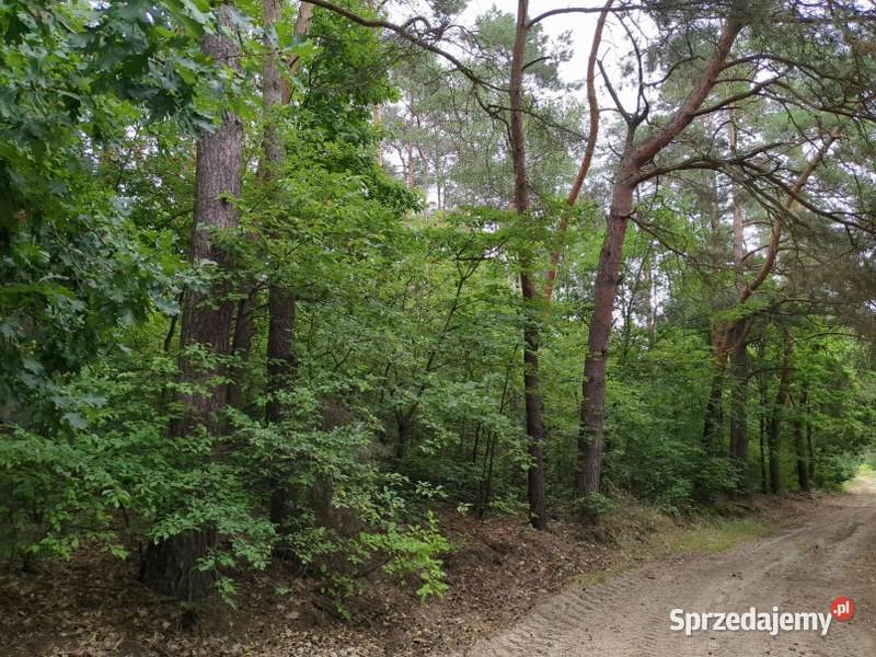 Udział w nieruchomości gruntowej syndyka Nieborzyn