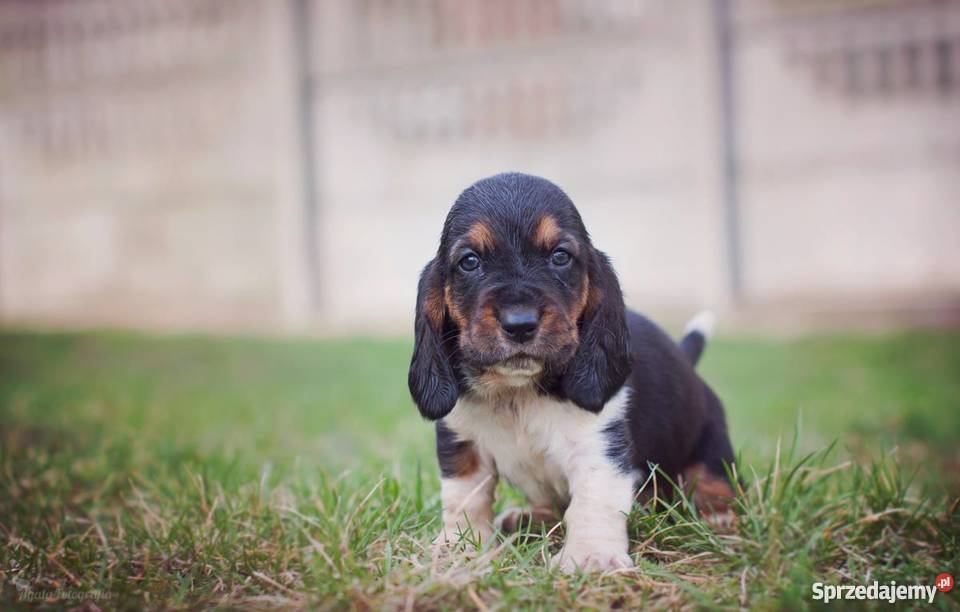 Szczenieta basset hound Championach z rodowodem Zwierzęta Jaworzno sprzedam