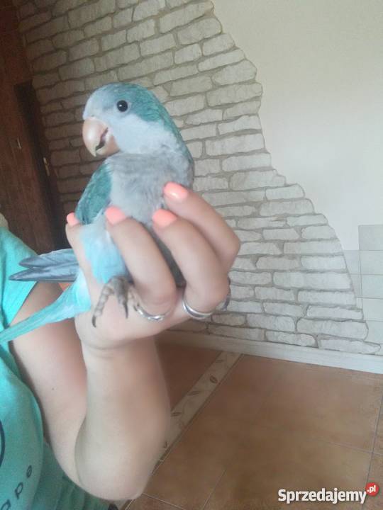 Mnicha nizinna ręcznie karmiona śliczna mazowieckie Sochaczew