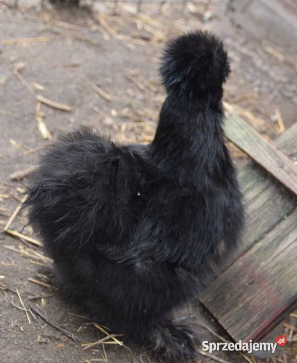 Jajka lęgowe stadzie ze zdjęć mazowieckie Łochów