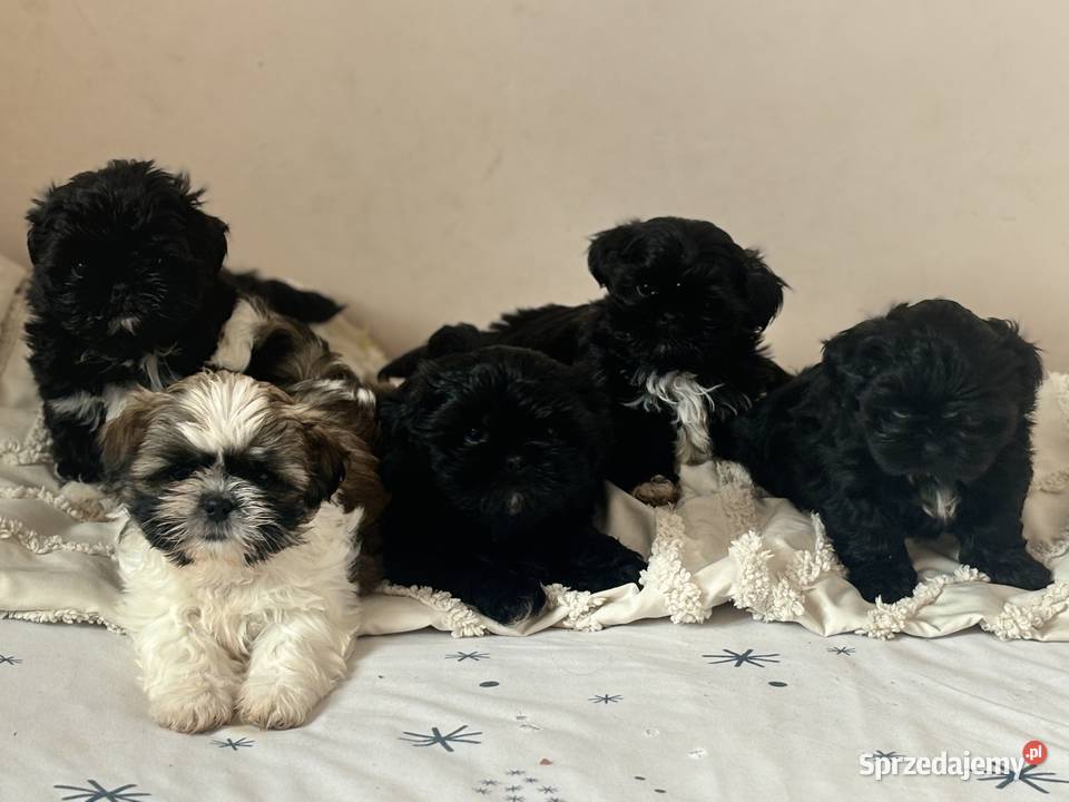 Shih tzu gotowe do odbioru