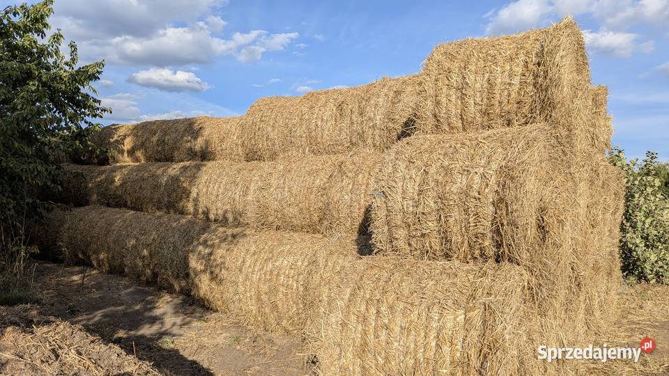 Słoma w rolkach Młódnice