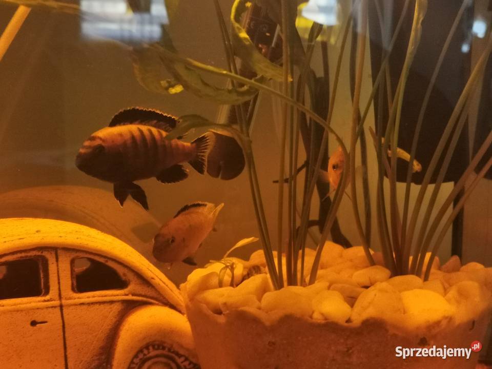 Ryby Rybki Akwariowe Akwaryjne Pyszczaki Grodzisk Wielkopolski