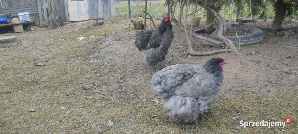 Jajka lęgowe kochin olbrzymi Tokarówka sprzedam