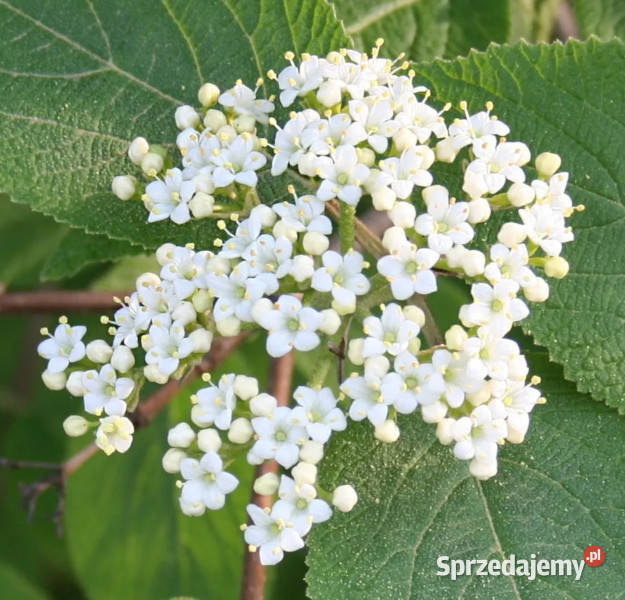 KALINA HORDOWINA Viburnum lantana NASIONA 300 kujawsko-pomorskie Lubanie sprzedam