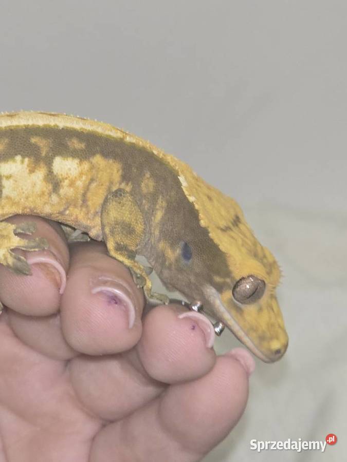 Gekon orzęsiony samiec z OGONEM Lublin