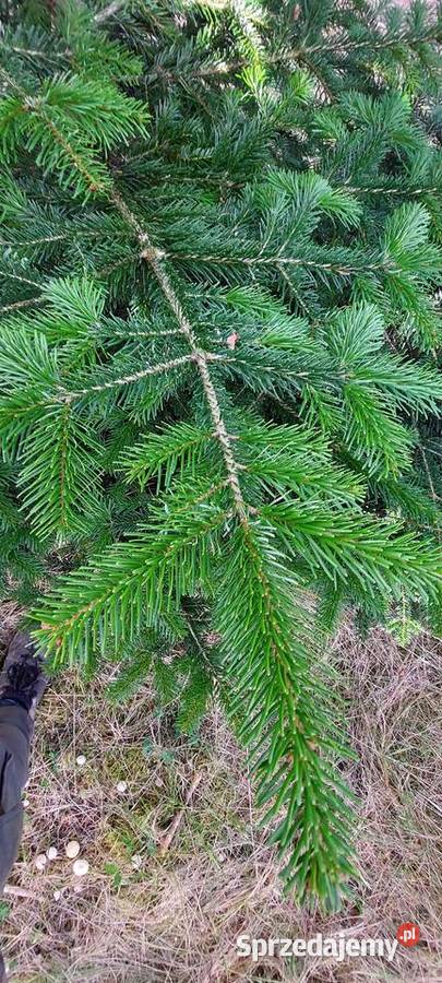 Stroisz gełęzie jodłą kaukaska Mazowieckie Osuchów