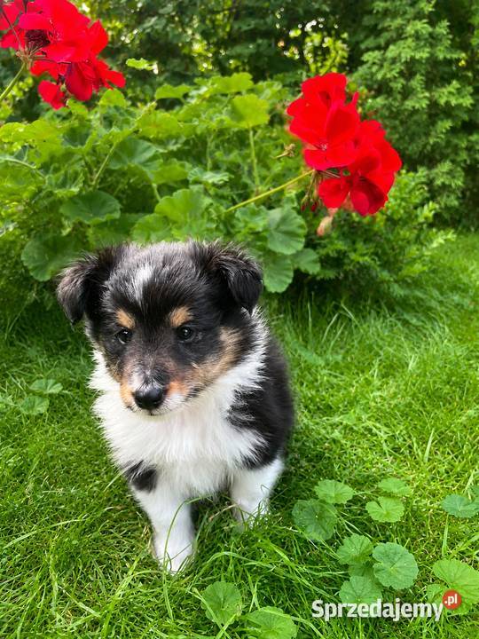 owczarek szetlandzki sheltie piesek blue merle Rudzica