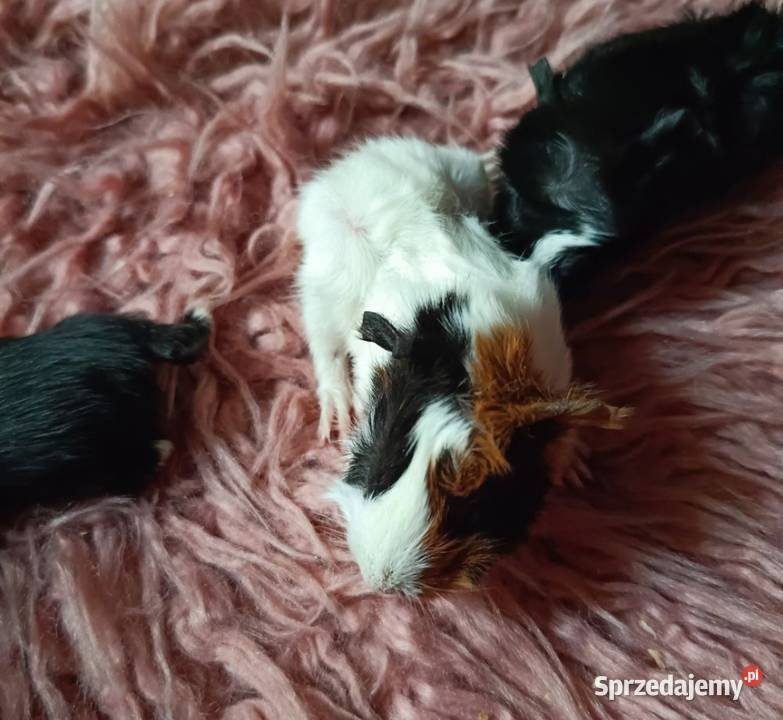 świnki morskie rozeta gładkie