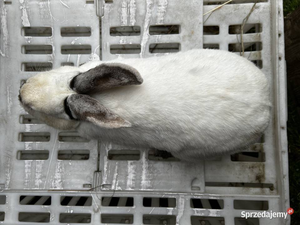 Samica królik kalifornijski sprzedam