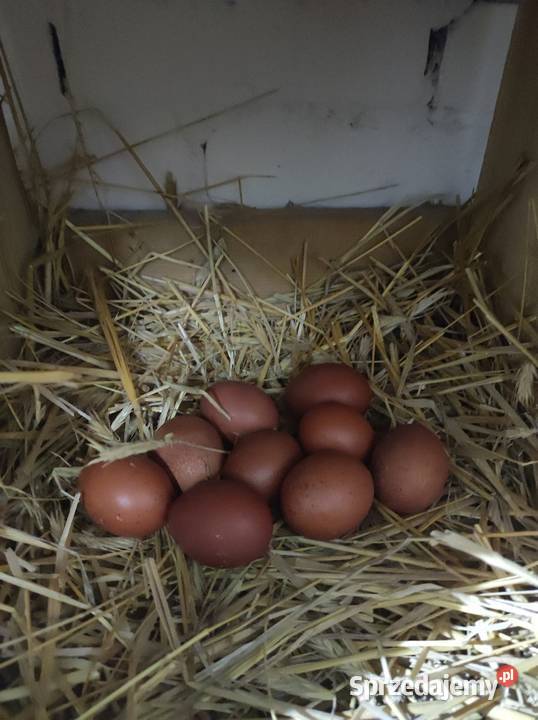 Jaja kury Marans czarny Ryki