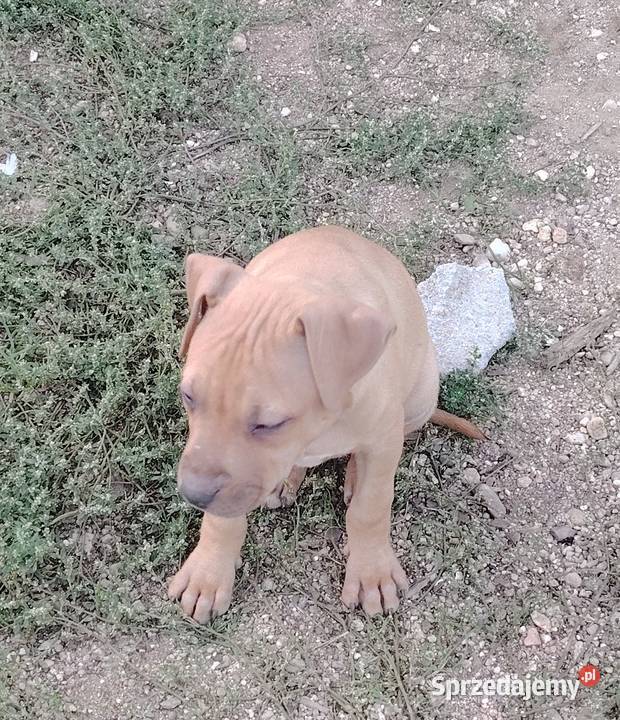 Amerykański Pitbullterrier szczeniaki Pit Bull Bolesławiec