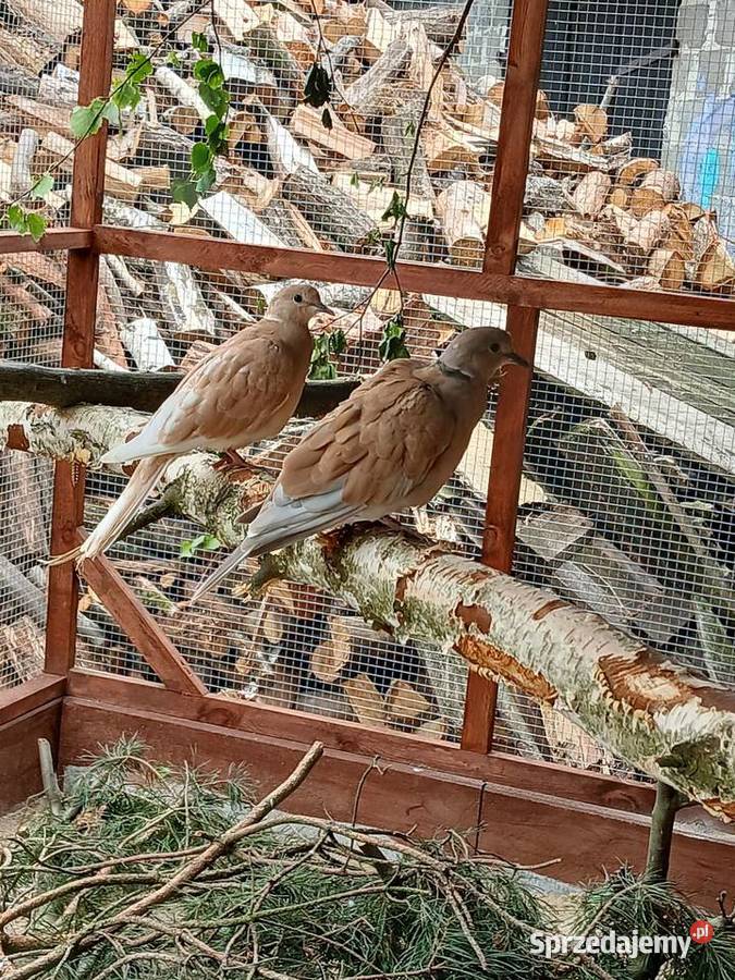 Gołębie cukrówki Prabuty